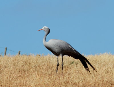 Blue Crane - Grue de paradis - Anthropoides paradiseus.JPG