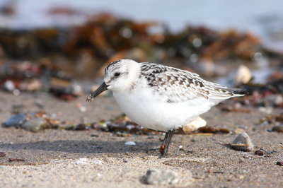 Bcasseau sanderling (23).JPG