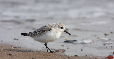 Bcasseau sanderling (29).JPG