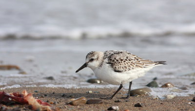 Bcasseau sanderling (34).JPG