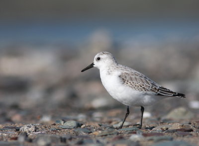 Bcasseau sanderling (40).JPG