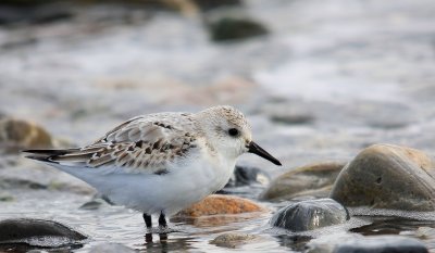 Bcasseau sanderling 1.tif