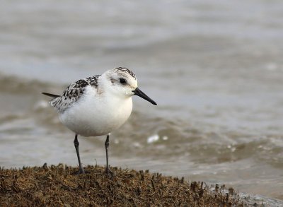 Bcasseau sanderling 46.tif