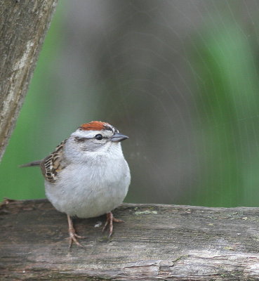 Bruant familier 5.jpg
