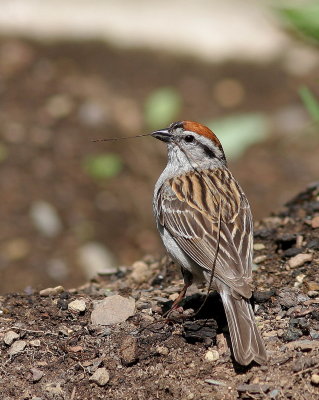 Bruant familier 7.JPG