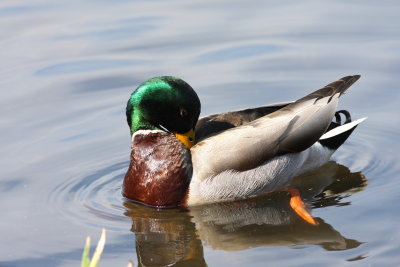Canard colvert (2).JPG