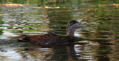 Canard noir (3).JPG