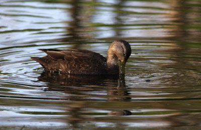 Canard noir (8).JPG