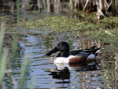 Canard souchet (14).JPG