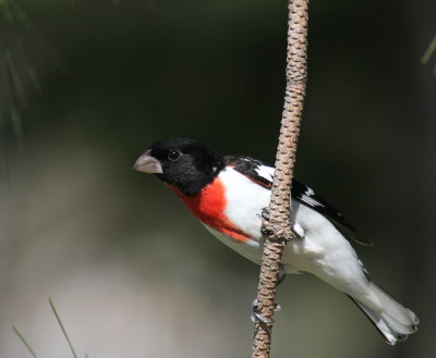 Cardinal a poitrine rose 2.jpg