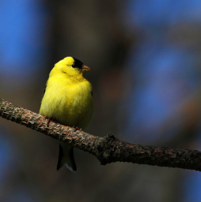 chardonneret_jaune