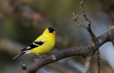 Chardonneret jaune (4).JPG