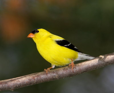 Chardonneret jaune (9).jpg