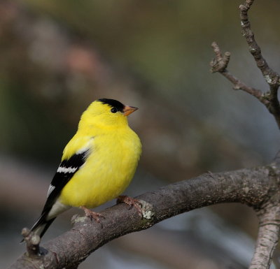Chardonneret jaune (16).JPG