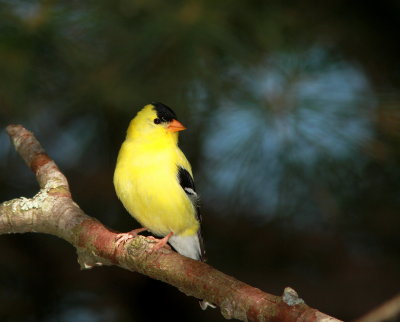Chardonneret jaune (21).JPG