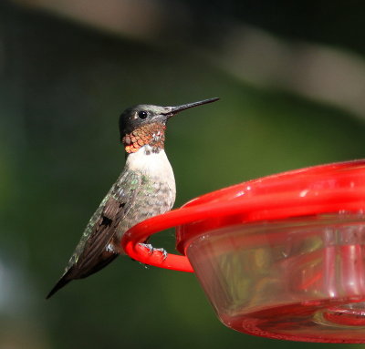 colibri_a_gorge_rubis