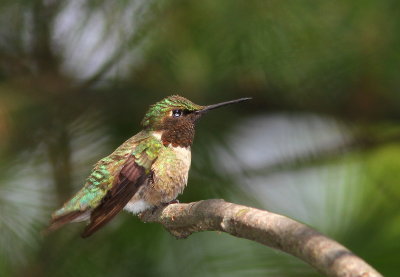 Colibri  gorge rubis (2).JPG