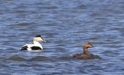 Eider a duvet 1.jpg
