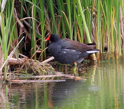 galinulle_poule_deau