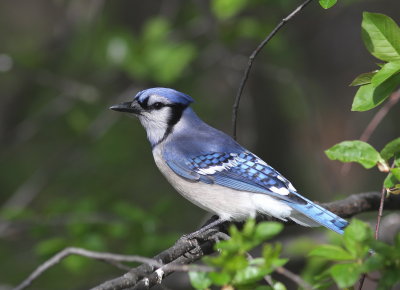 Geai bleu 1.jpg