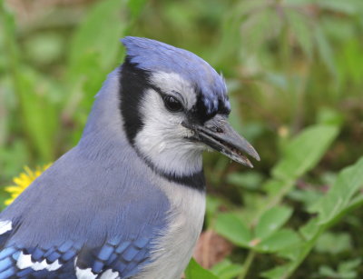 Geai bleu 4.jpg