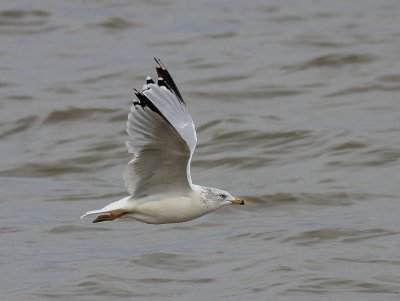 goeland_a_bec_cercle