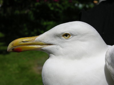 Goland argent 2 net.jpg