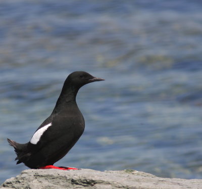 guillemot_a_miroir