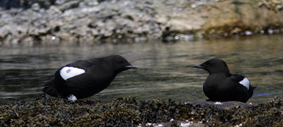 Guillemot  miroir (19).JPG