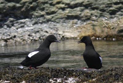 Guillemot  miroir (20).JPG