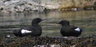 Guillemot  miroir (21).JPG