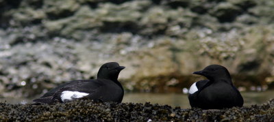 Guillemot  miroir (23).JPG