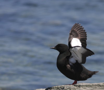 Guillemot  miroir (30).JPG