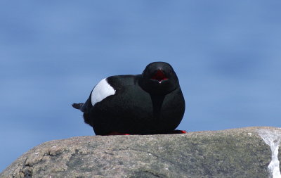 Guillemot  miroir (52).JPG