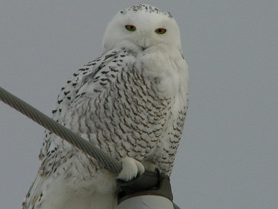 Harfang des neiges 13 net.jpg
