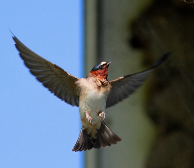 Hirondelle  front blanc (6).JPG