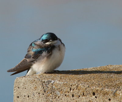 Hirondelle bicolore (4).JPG