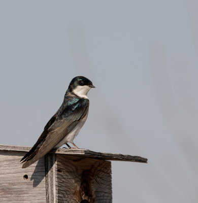 Hirondelle bicolore (9).JPG