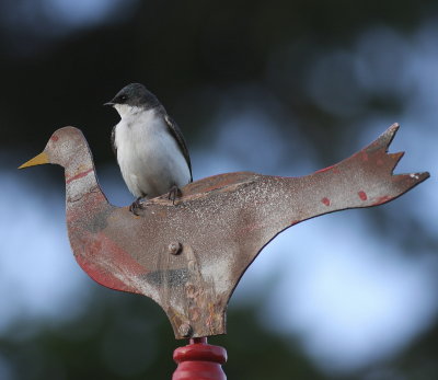 Hirondelle bicolore 2.jpg