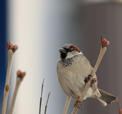 Moineau domestique (2).JPG