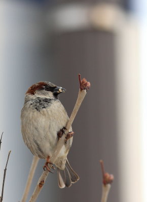 Moineau domestique (3).JPG