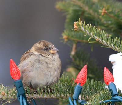 Moineau domestique (15).JPG