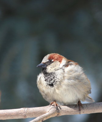 Moineau domestique (31).JPG