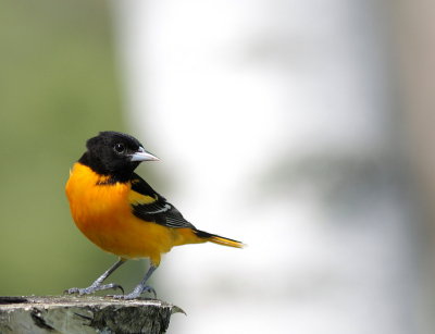 oriole_de_baltimore