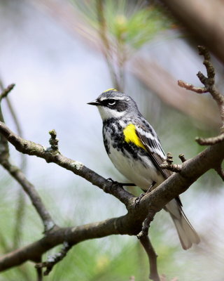 paruline_a_croupion_jaune