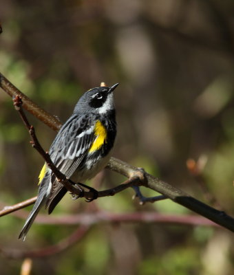 Paruline  croupion jaune (6).JPG