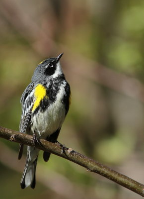 Paruline  croupion jaune (9).JPG
