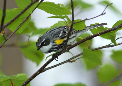 Paruline  croupion jaune (2).JPG