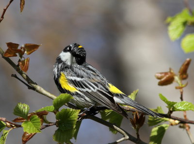 Paruline  croupion jaune (17).JPG