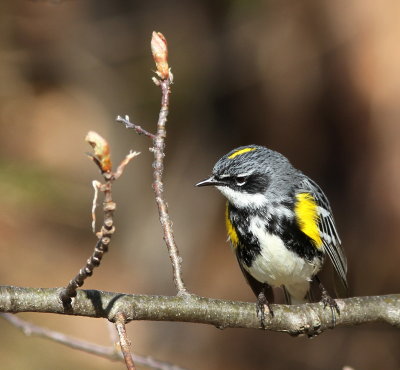 Paruline  croupion jaune (18).JPG